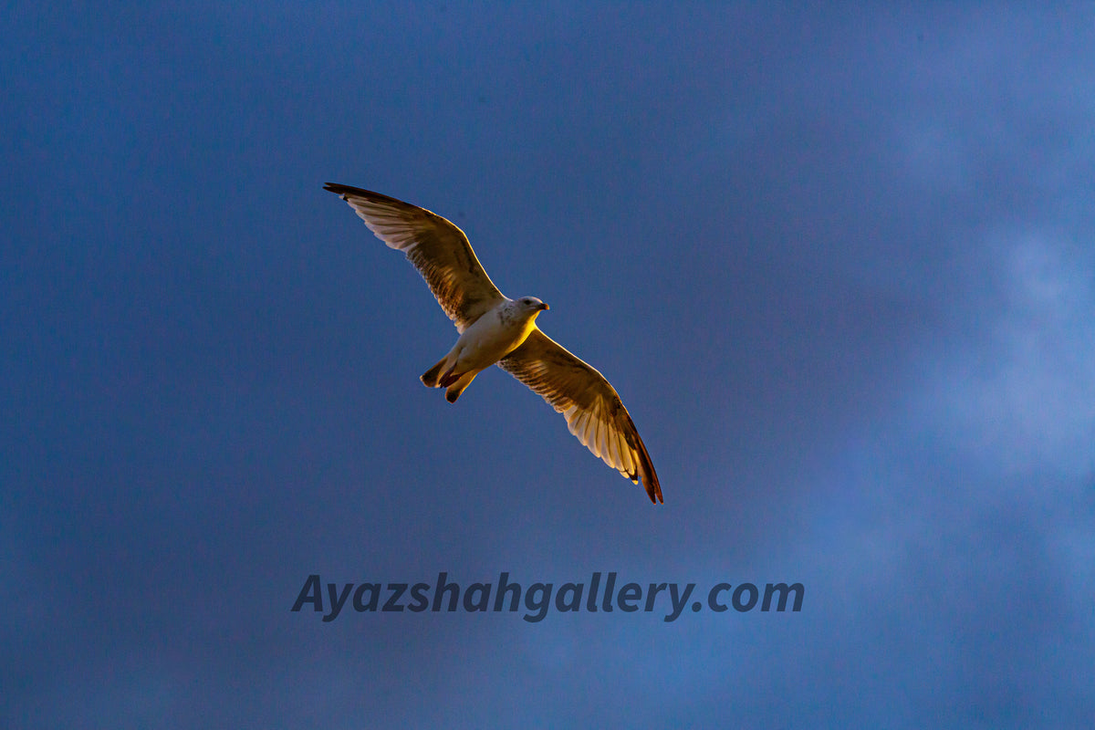 Bird in flight