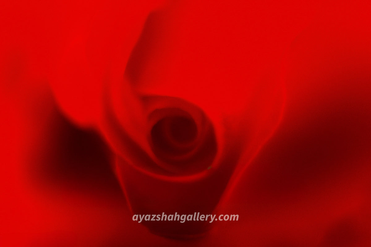 Blossom, Red rose