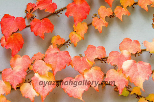 Autumn wall creeper