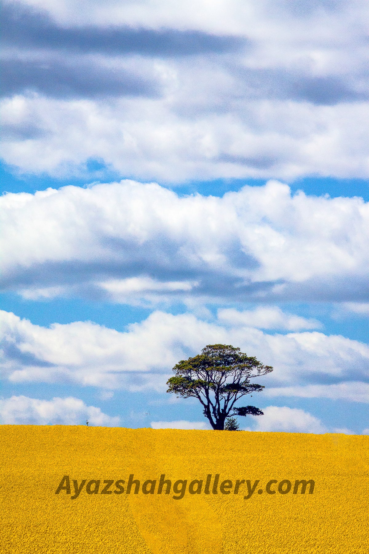 Loan Tree
