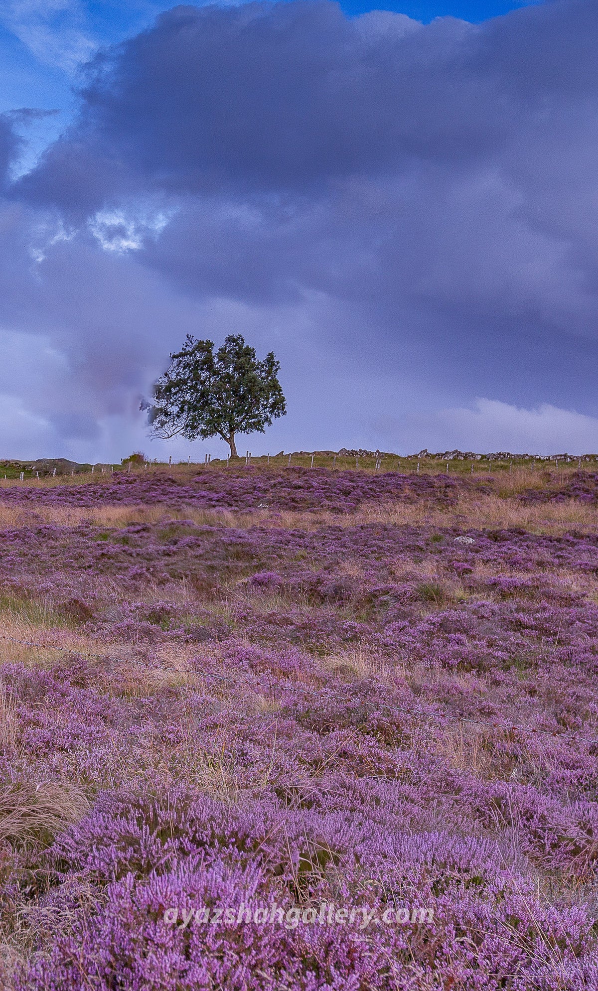 Lone tree
