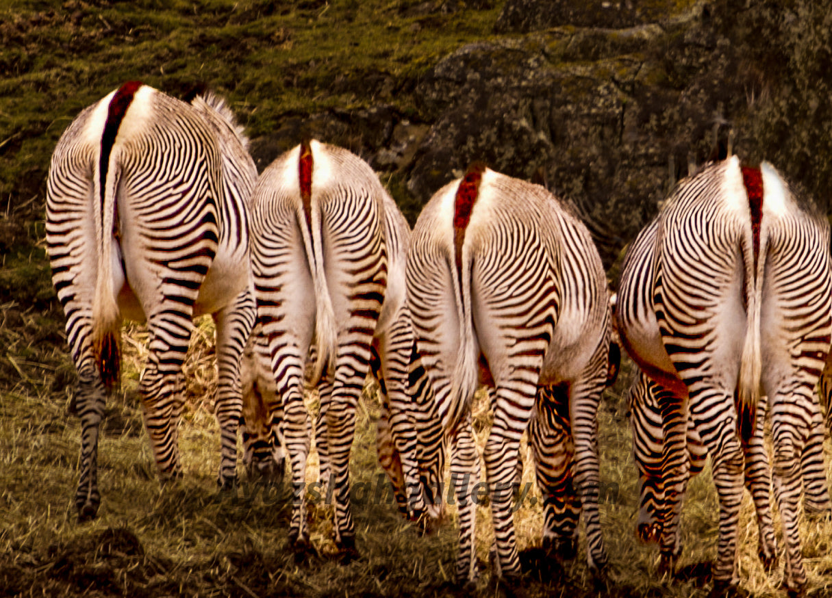 Nature, zebra