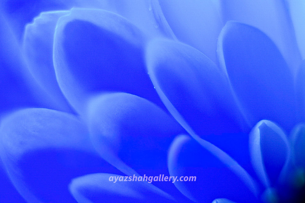 wallpaper blue petals