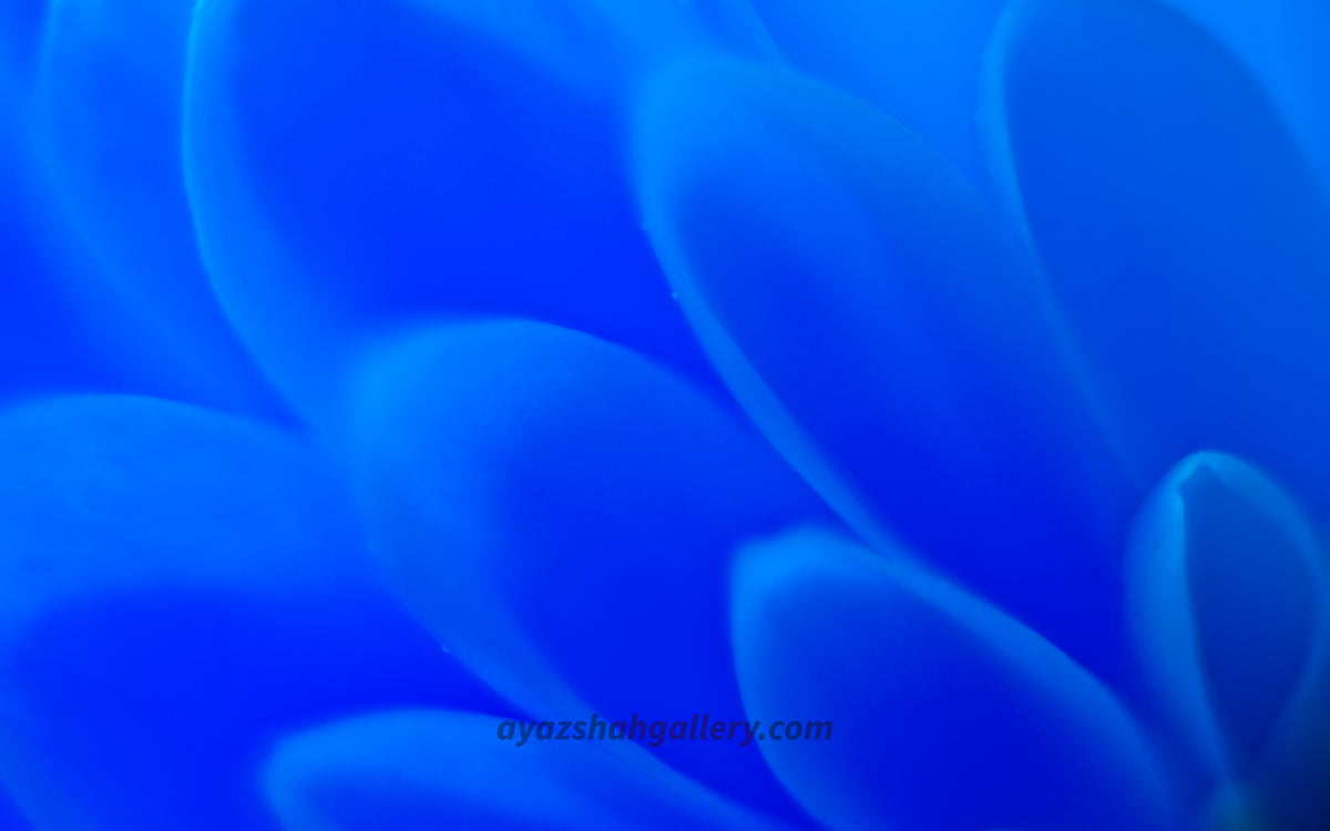 Blossom, macro