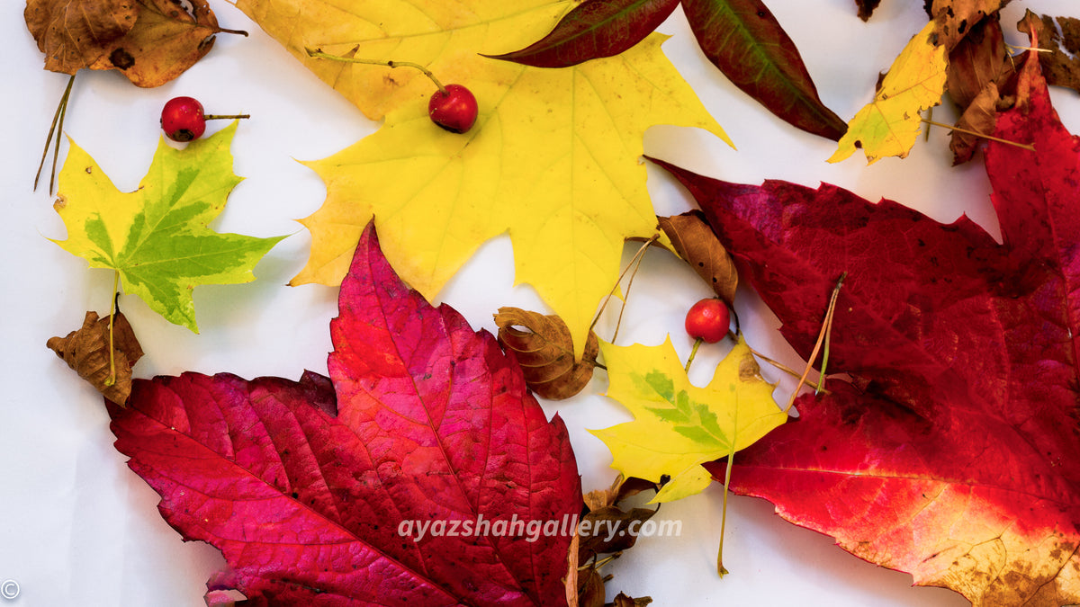 Autumn, macro