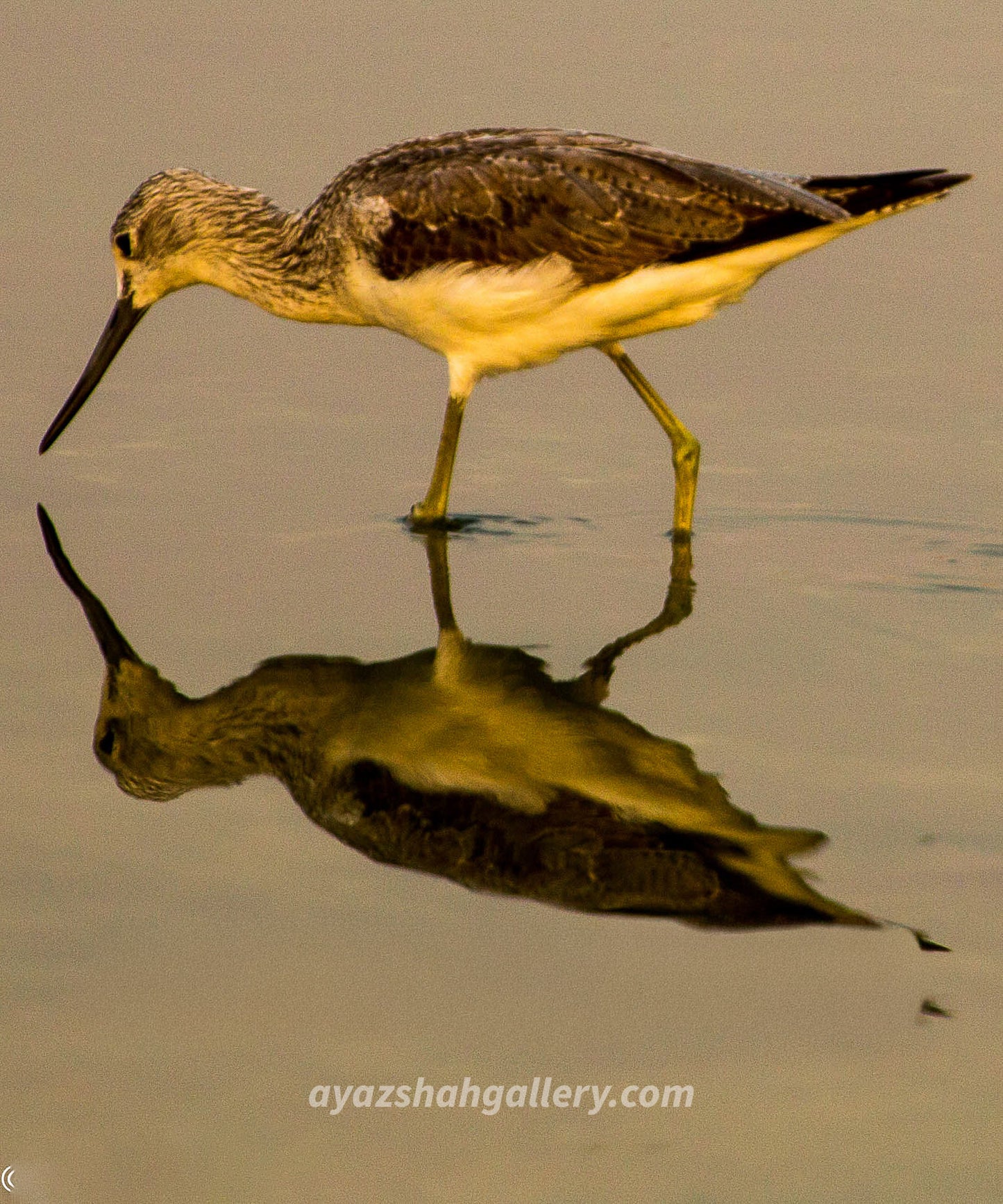 Bird 4