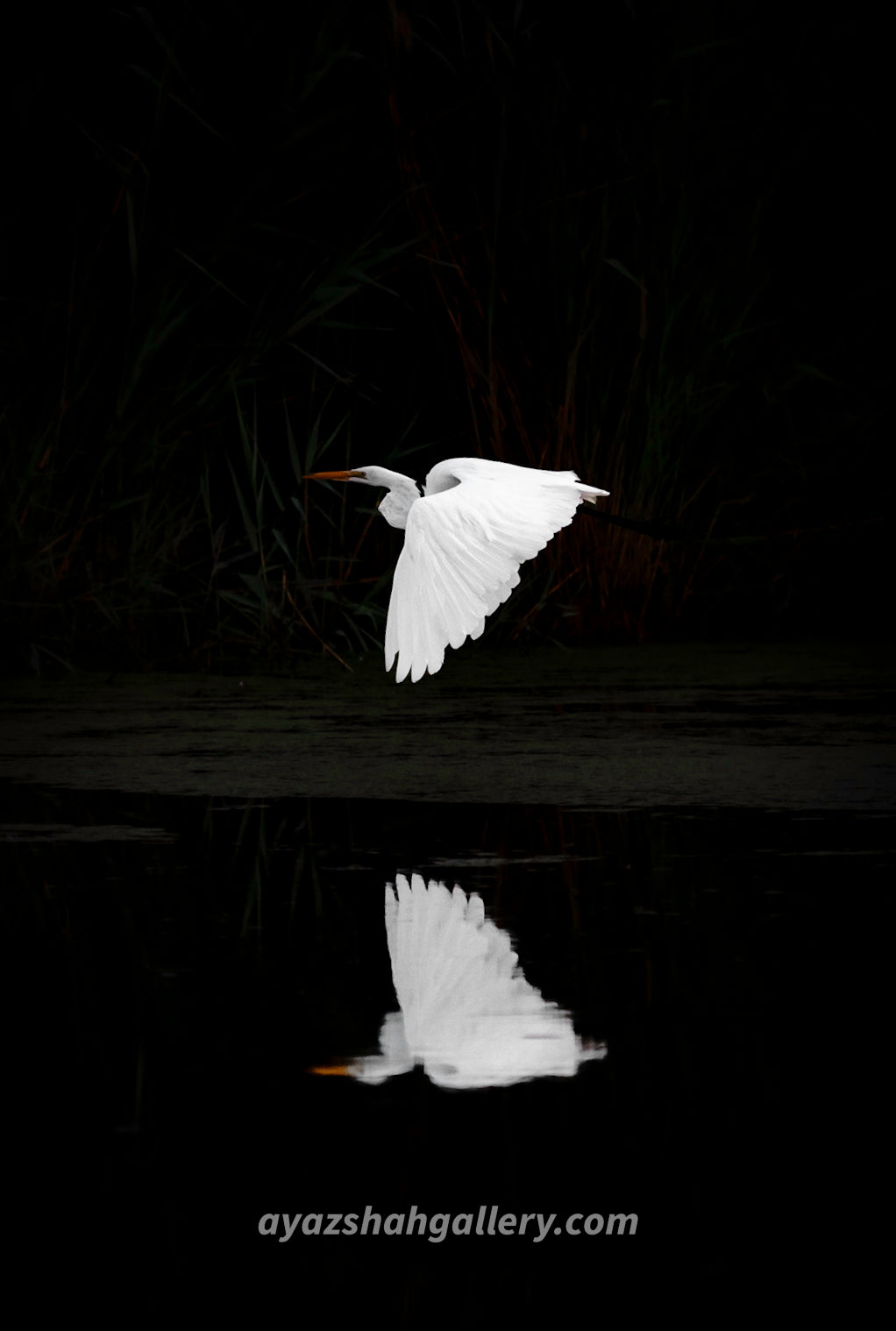 Bird in flight