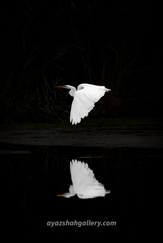 Bird in flight